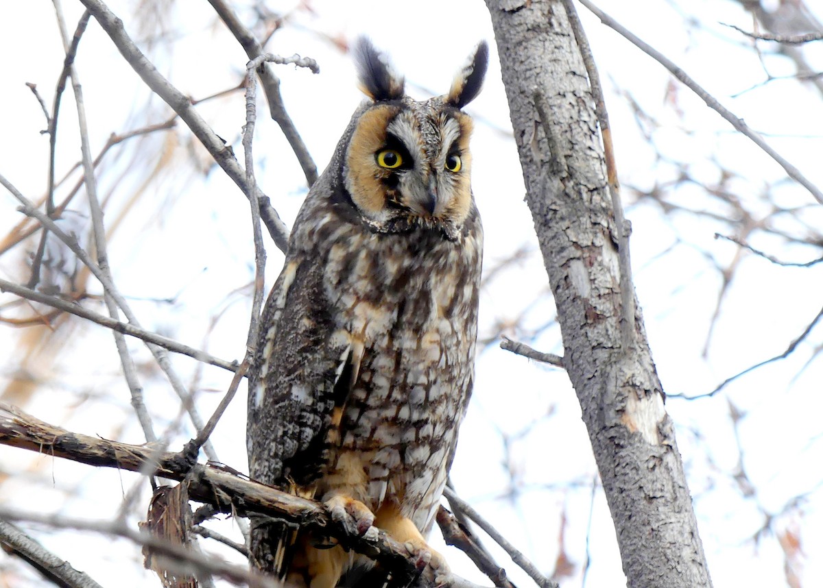 Long-eared Owl - Brad Vissia