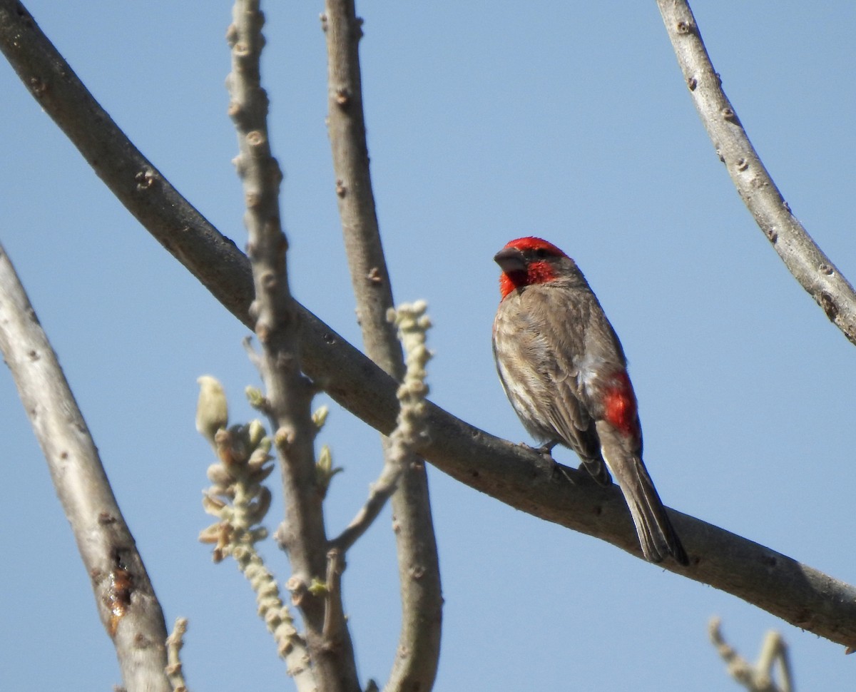 House Finch - ML88453121