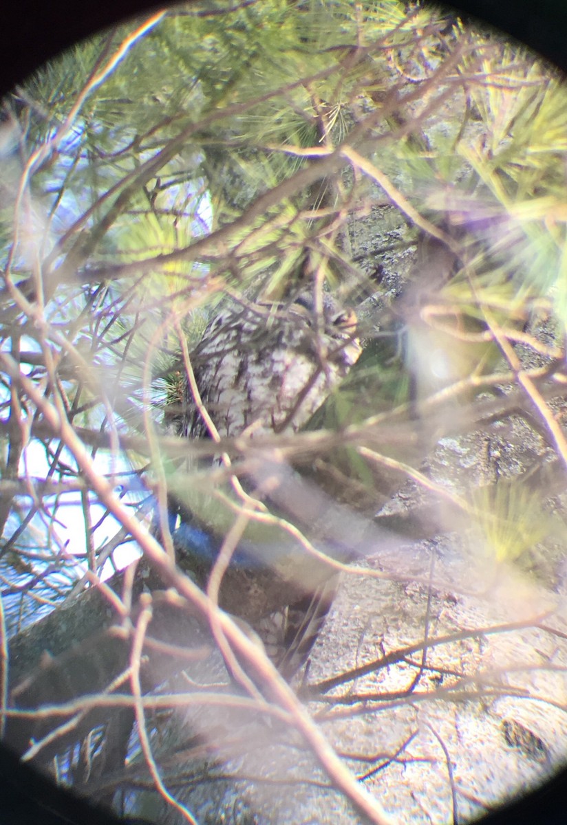 Long-eared Owl - ML88453181