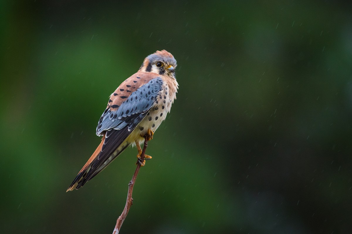 American Kestrel - ML88453991