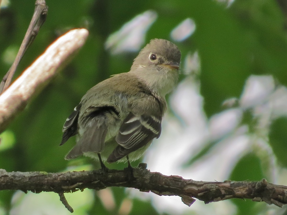 Least Flycatcher - ML88454481