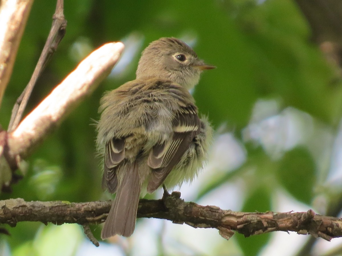 Least Flycatcher - ML88454491