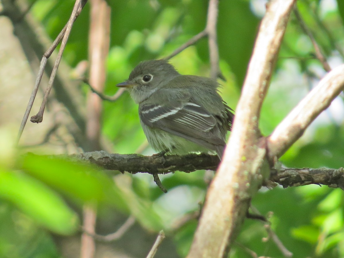 Least Flycatcher - ML88454501