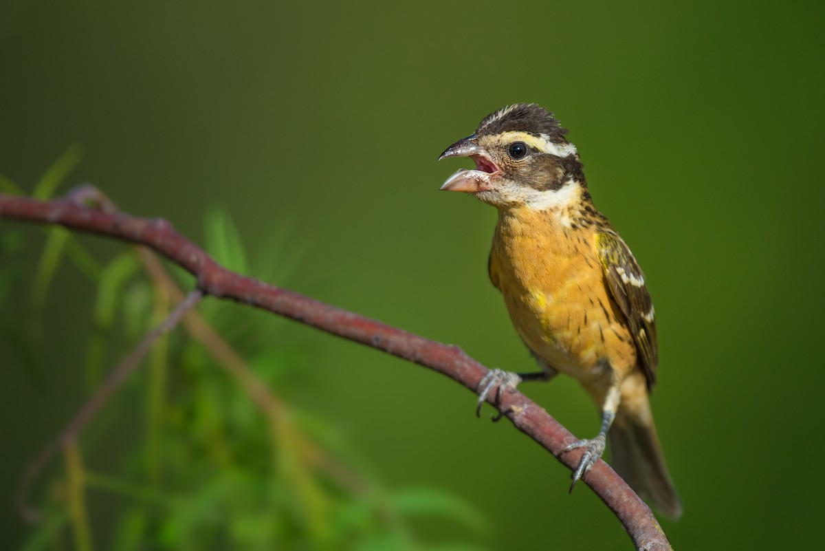 Black-headed Grosbeak - ML88455261