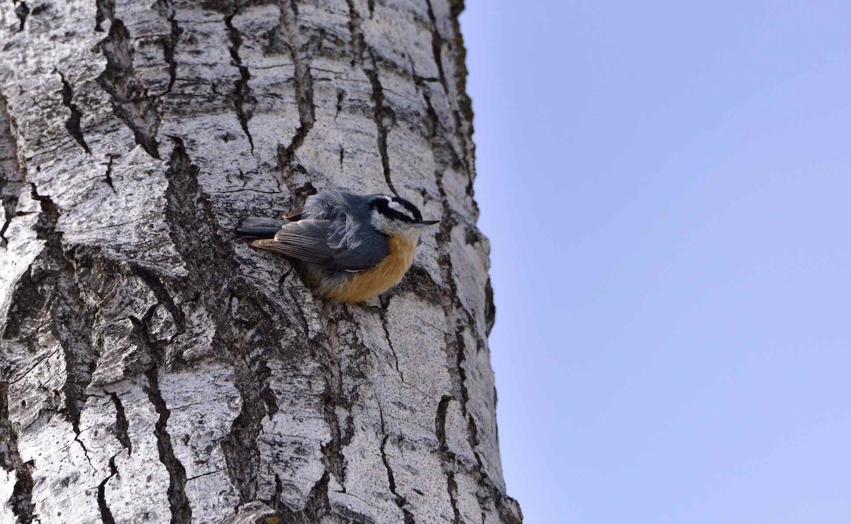 Red-breasted Nuthatch - ML88455891