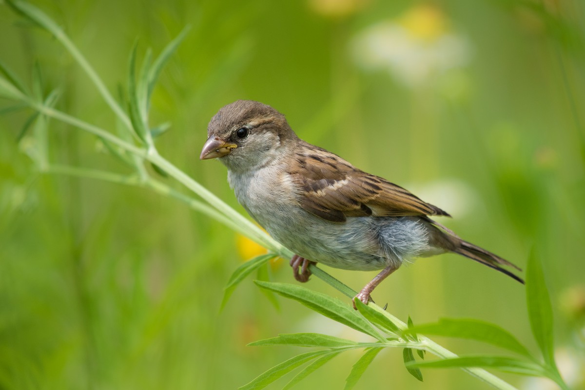 House Sparrow - ML88456041