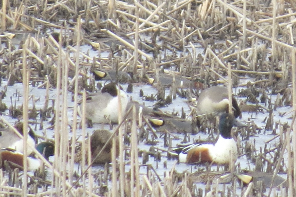 Northern Shoveler - Sarah Winnicki-Smith