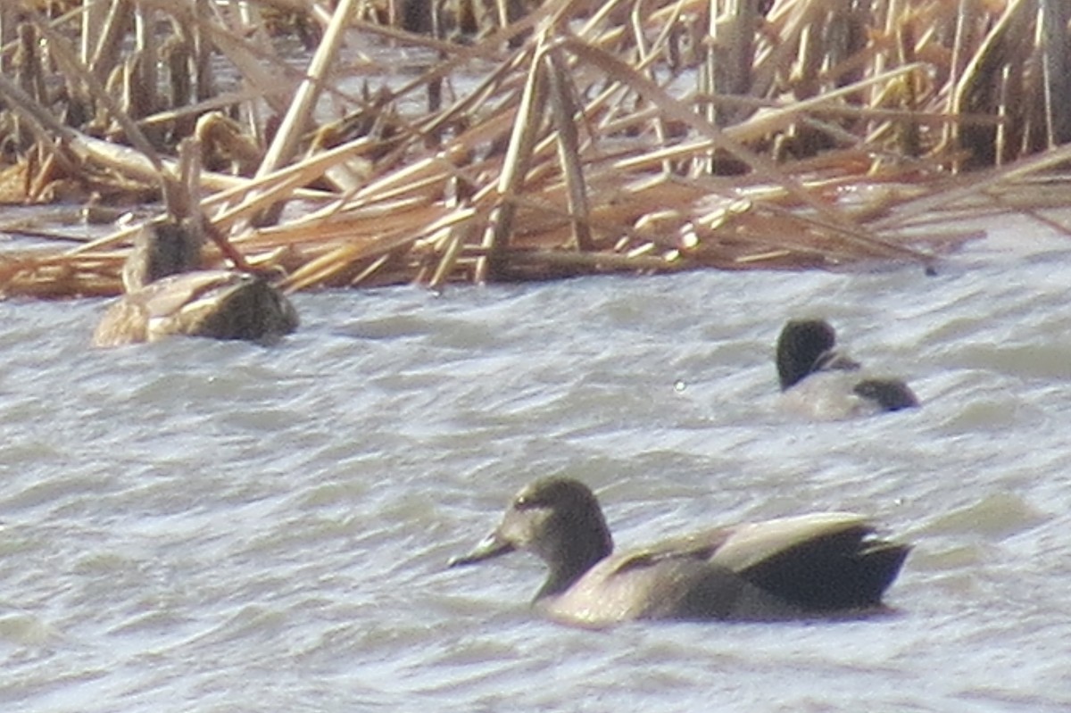 Gadwall - ML88456221