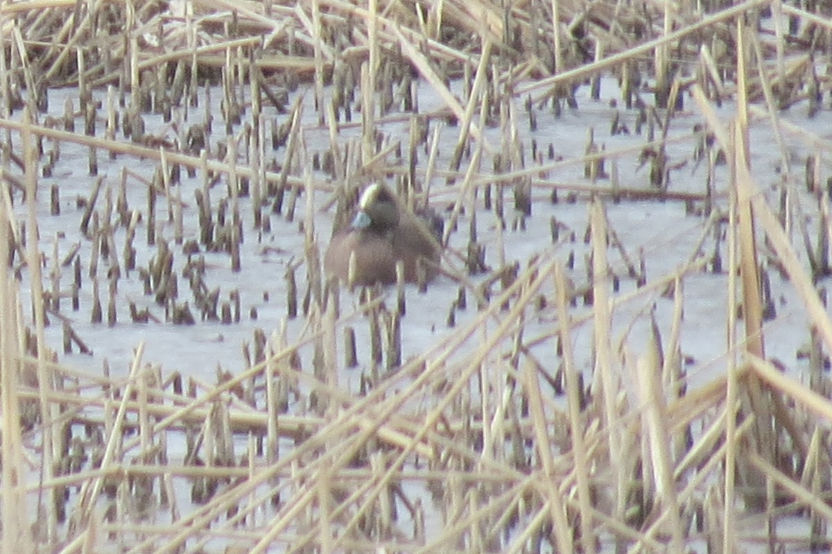 American Wigeon - ML88456351