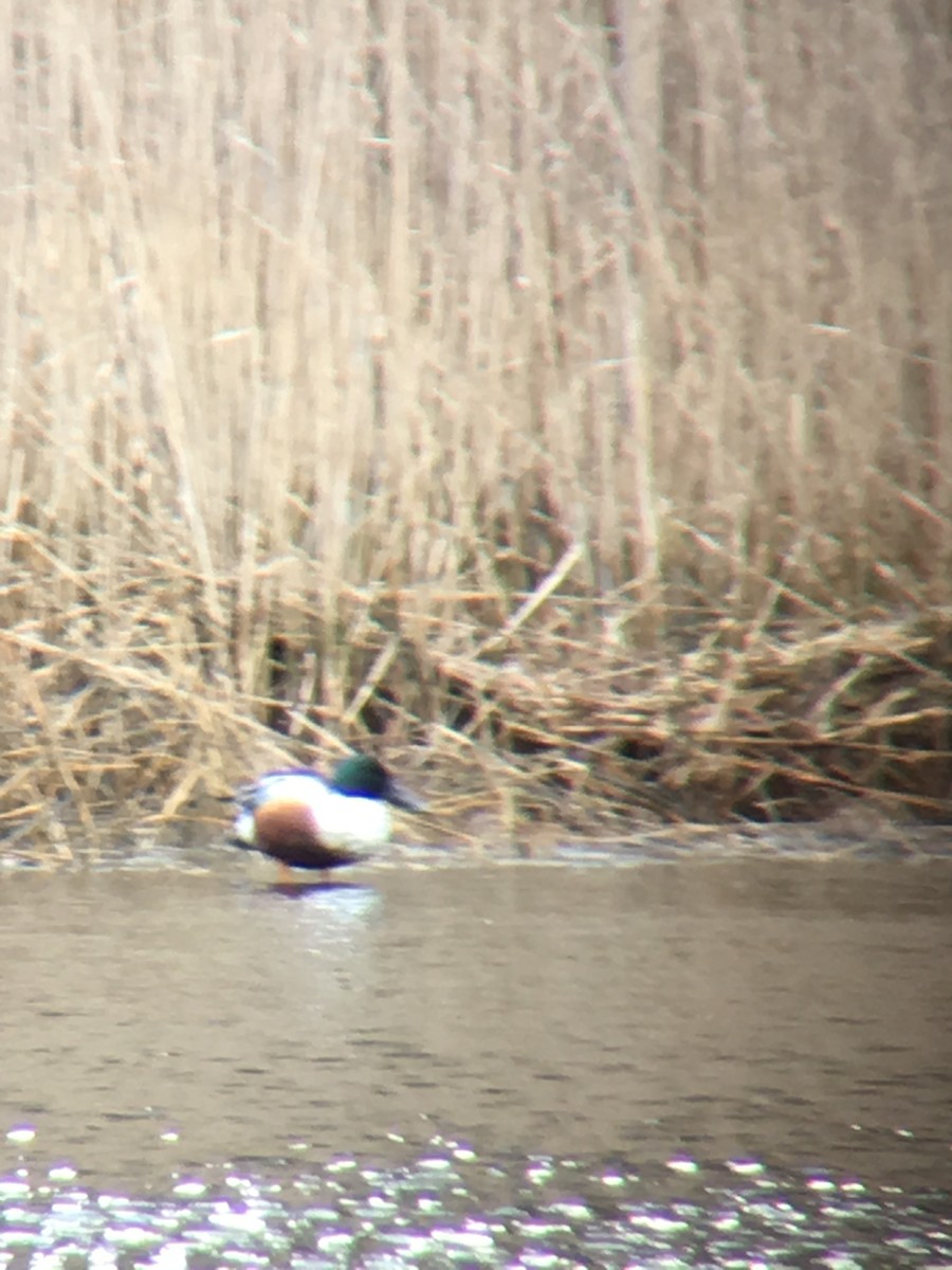 Northern Shoveler - ML88459951