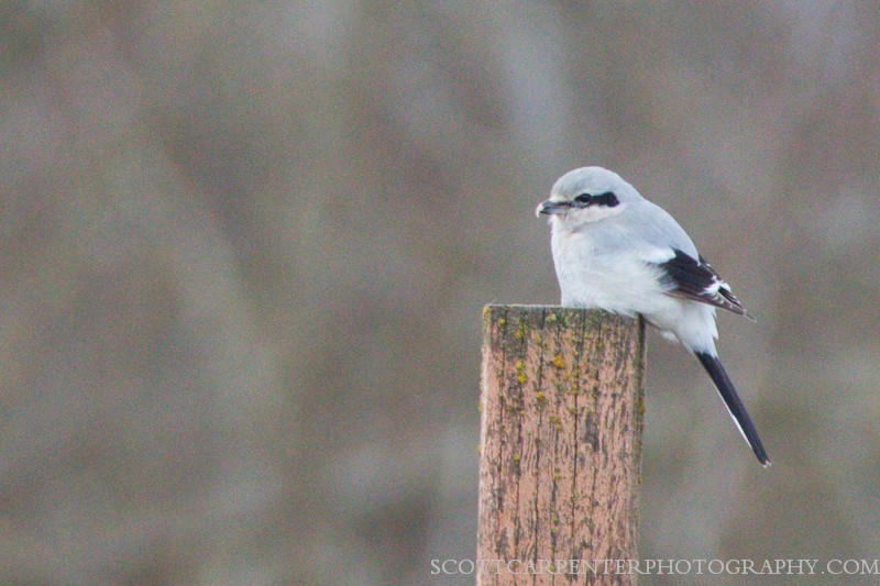 Northern Shrike - Scott Carpenter