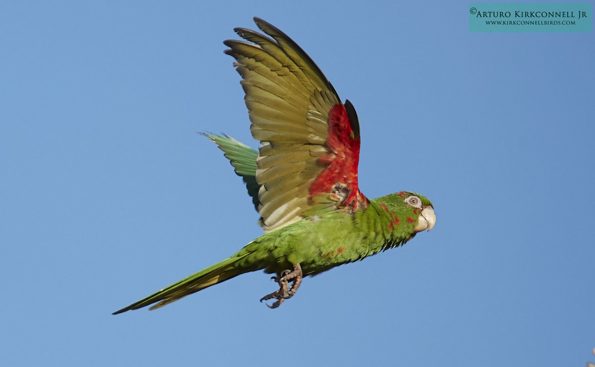 Conure de Cuba - ML88460411