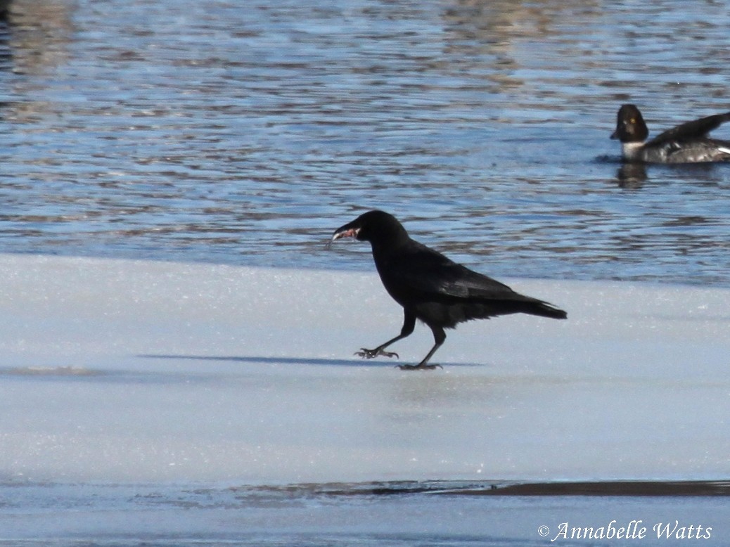 American Crow - Justin Watts