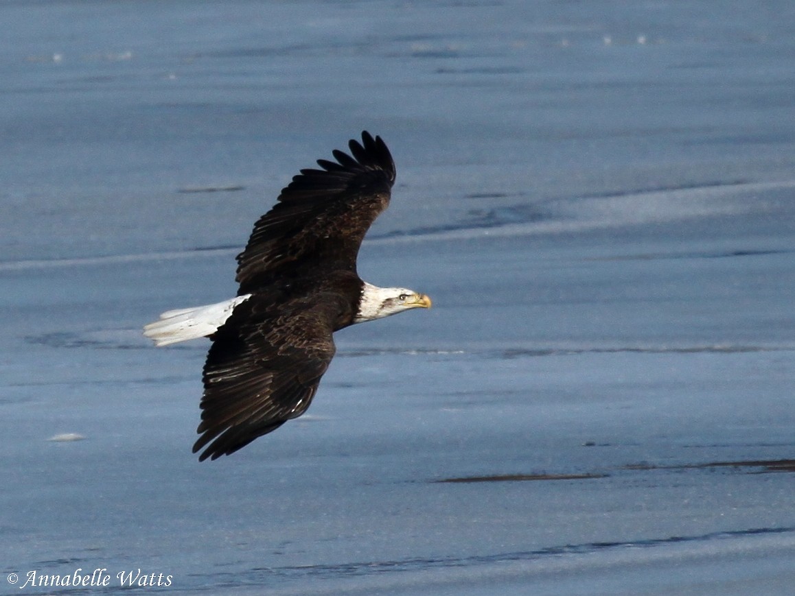 Bald Eagle - Justin Watts