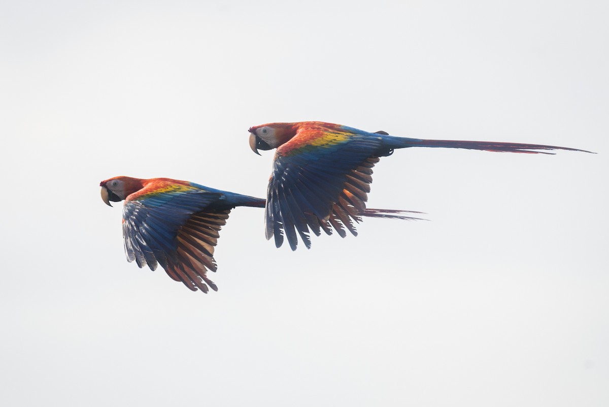 Scarlet Macaw - ML88461791