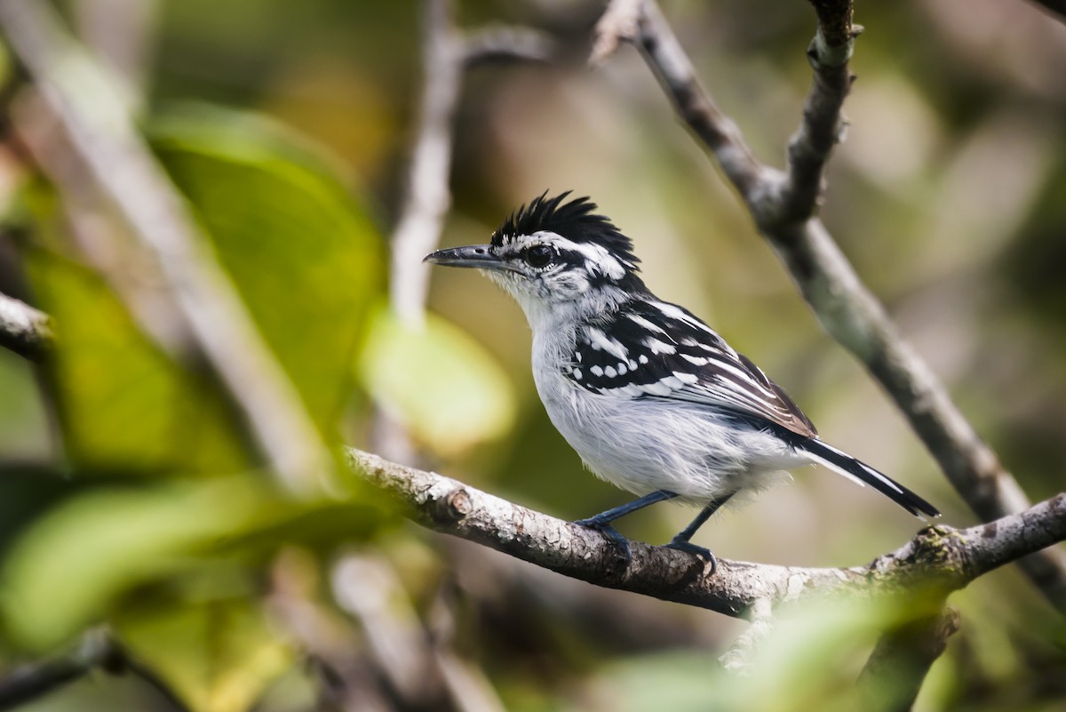 Spot-backed Antwren - Claudia Brasileiro