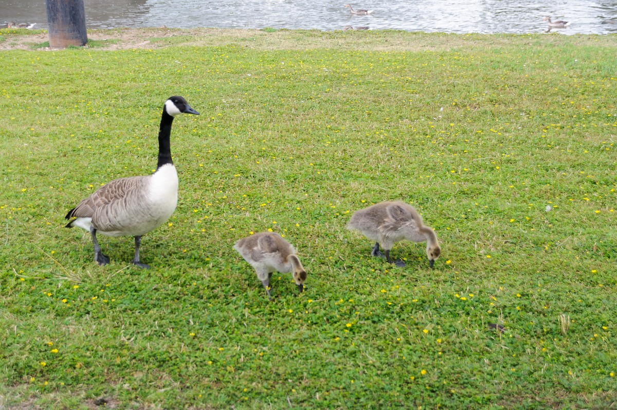 Canada Goose - ML88464541