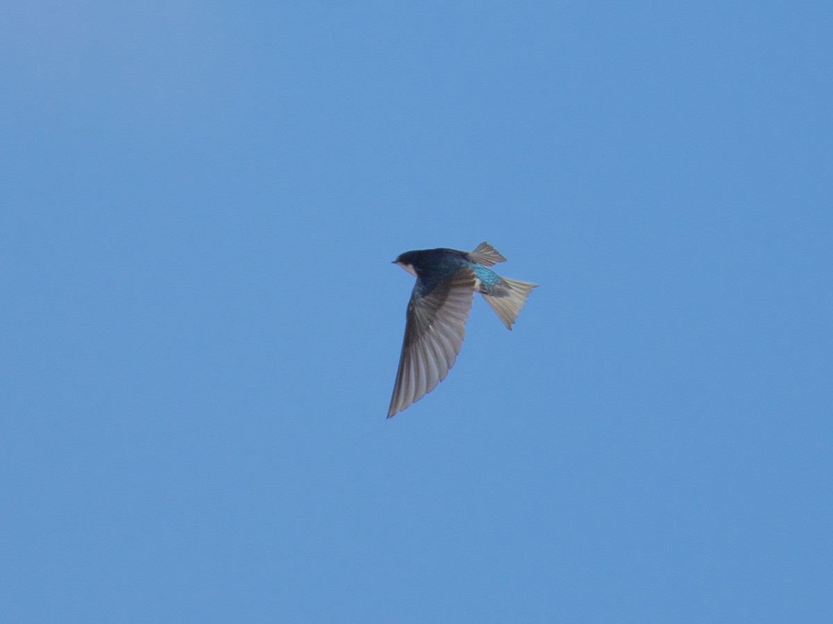 Tree Swallow - ML88464741