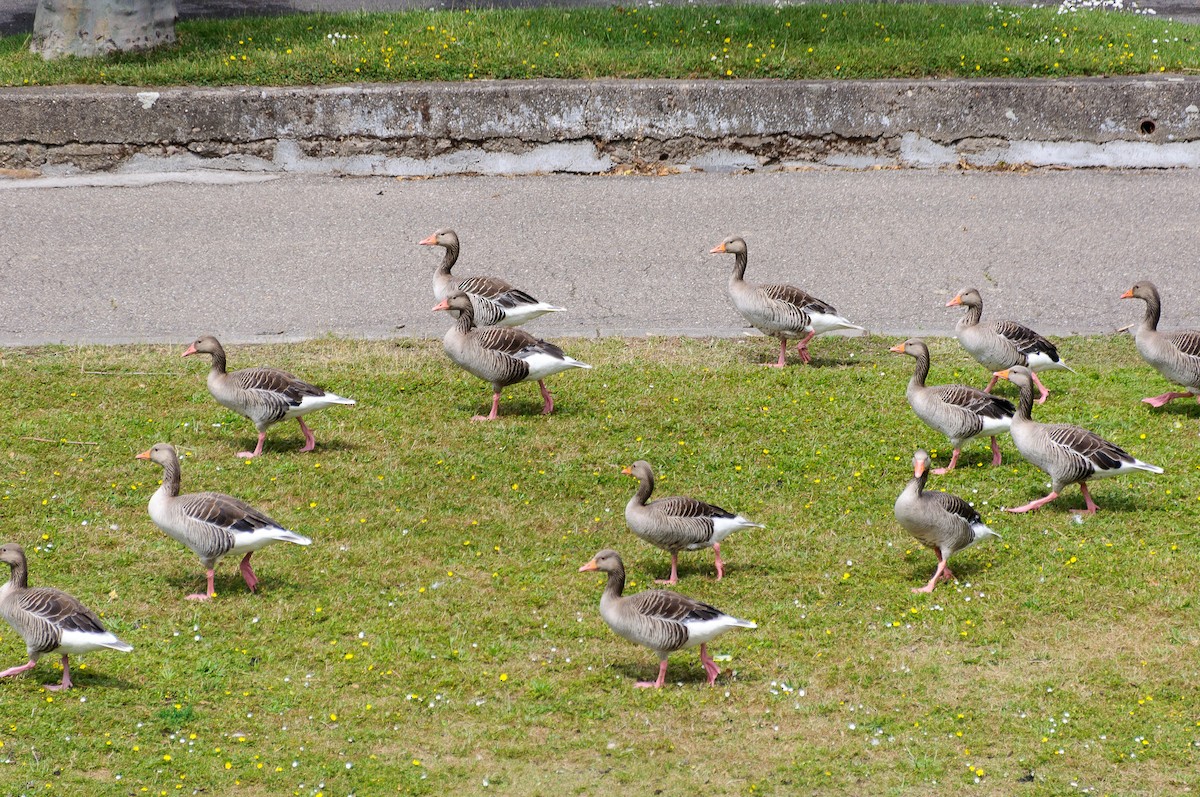 Graylag Goose - ML88464871