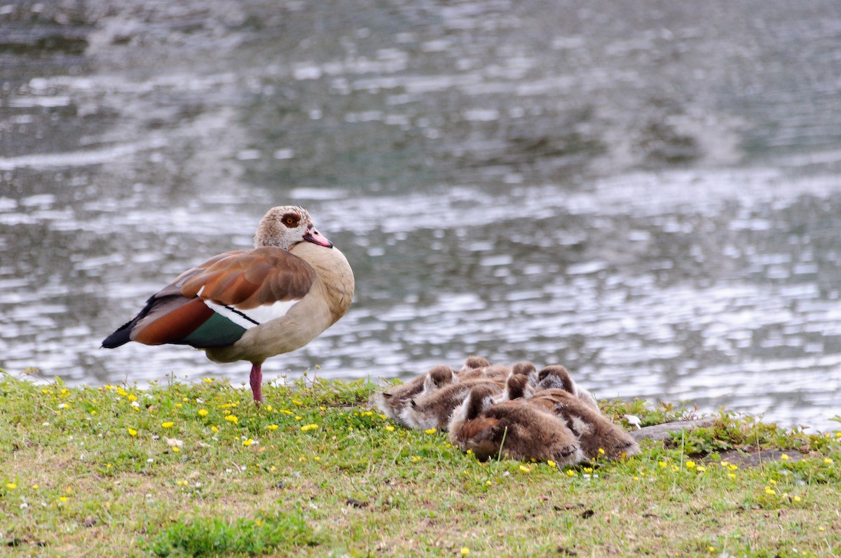 Egyptian Goose - ML88464991