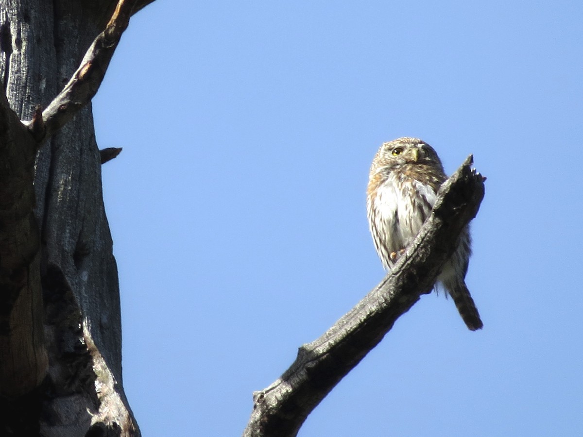 Northern Pygmy-Owl (Mountain) - Lena Ware