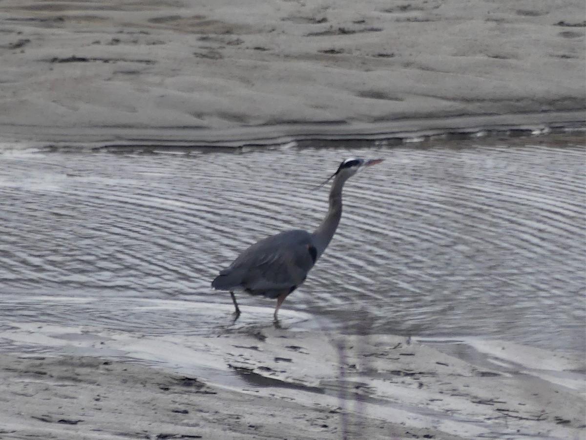 Great Blue Heron - Estela Quintero-Weldon