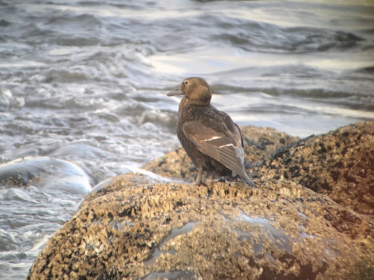 Steller's Eider - ML88469621