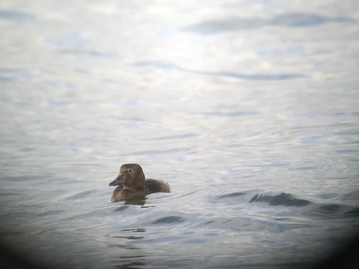 Steller's Eider - ML88469721