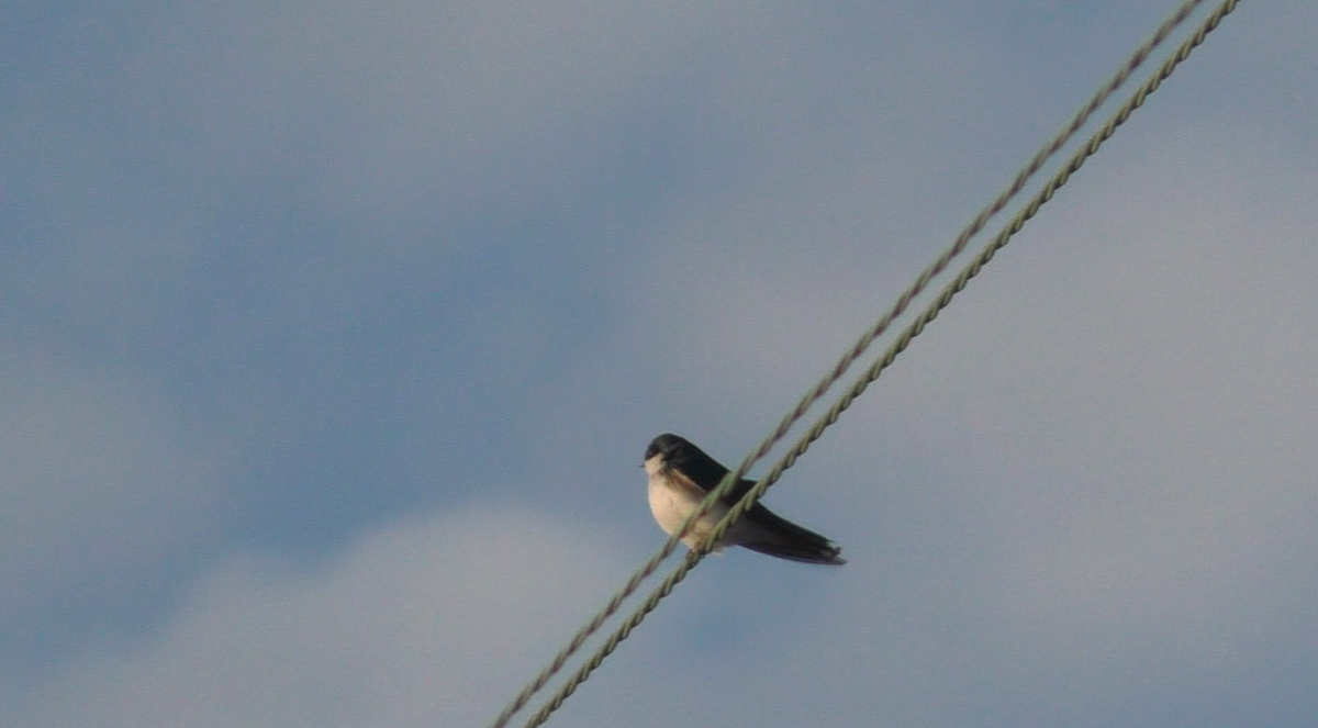 Tree Swallow - ML88470611