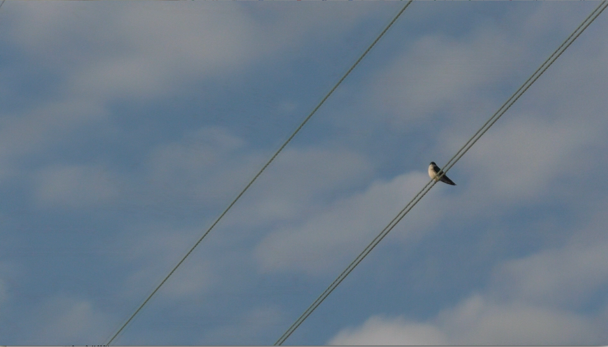 Tree Swallow - ML88470681
