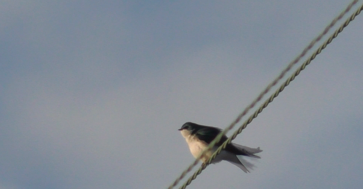 Tree Swallow - ML88470691