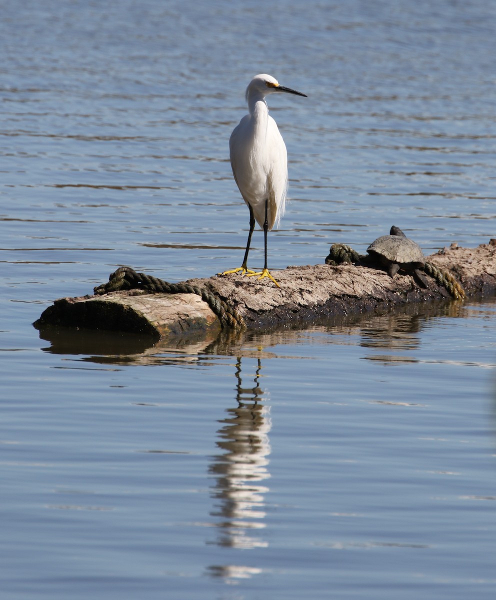 Snowy Egret - ML88472671