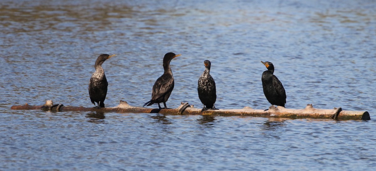 Double-crested Cormorant - ML88473021