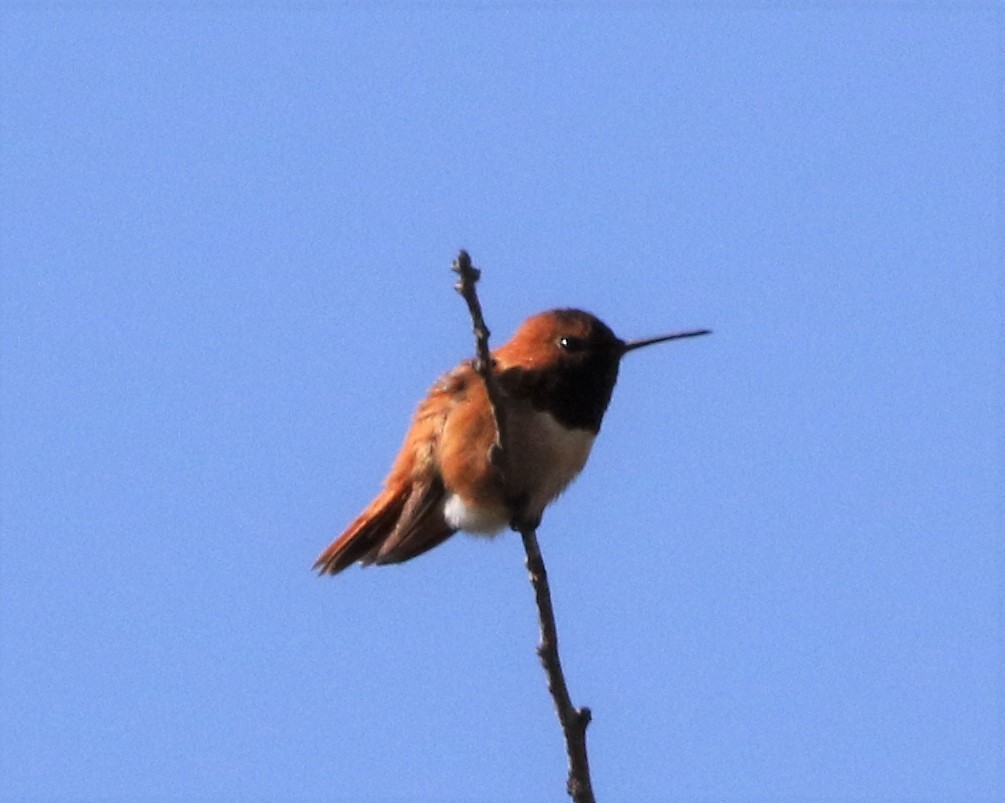 Colibrí de Allen - ML88473521