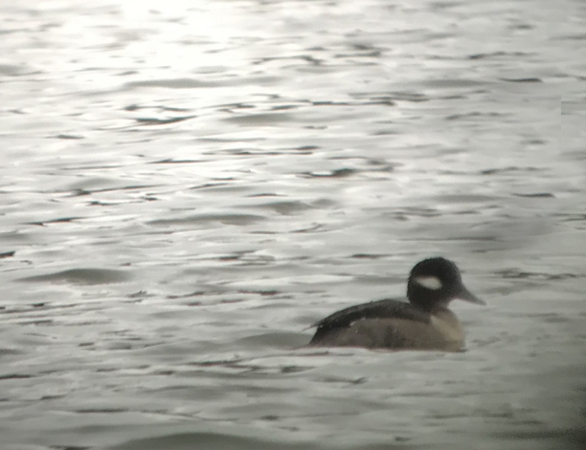 Bufflehead - ML88473891