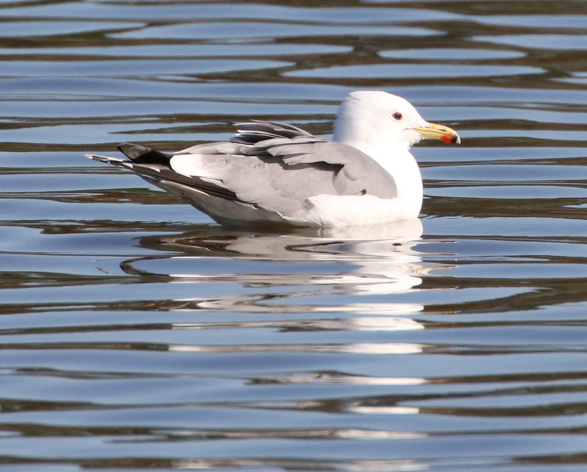 Gaviota Californiana - ML88473911