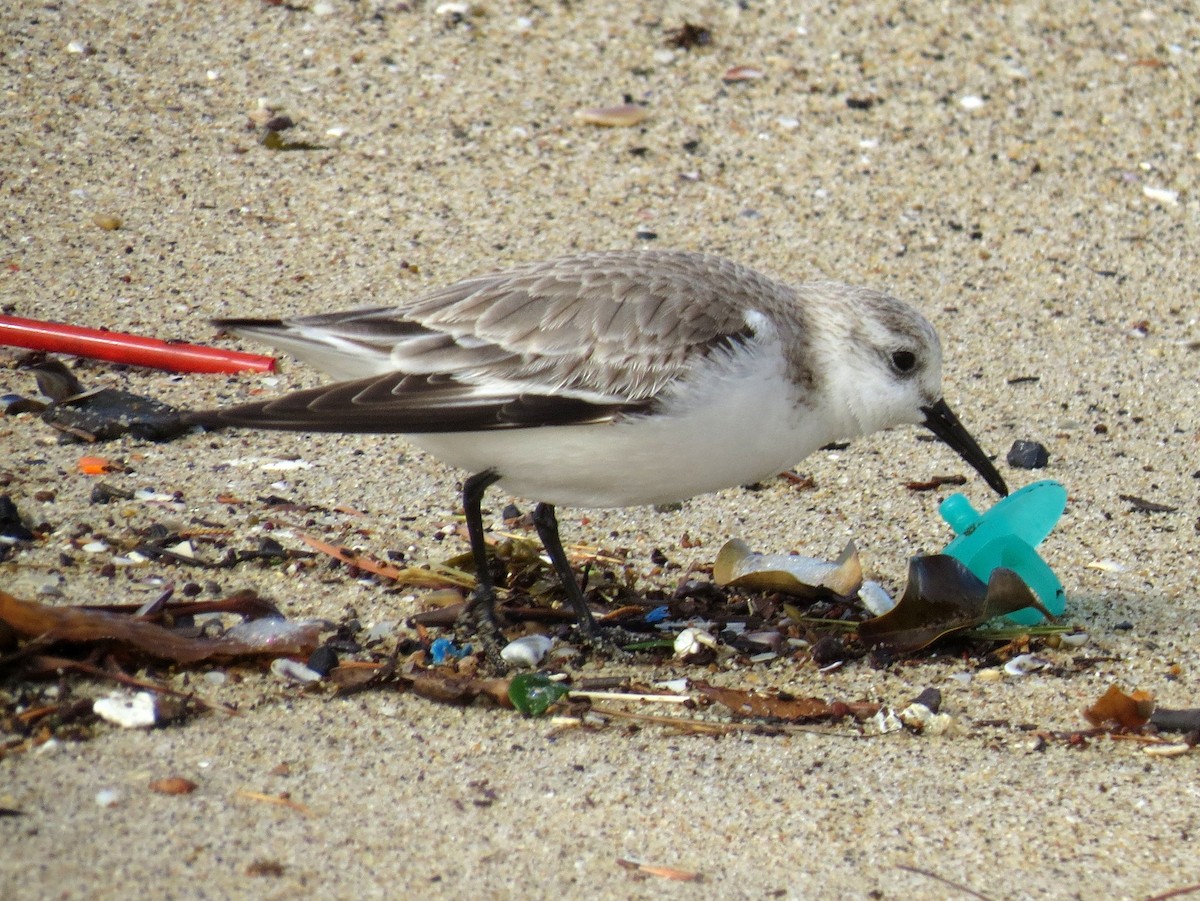 Sanderling - ML88474521