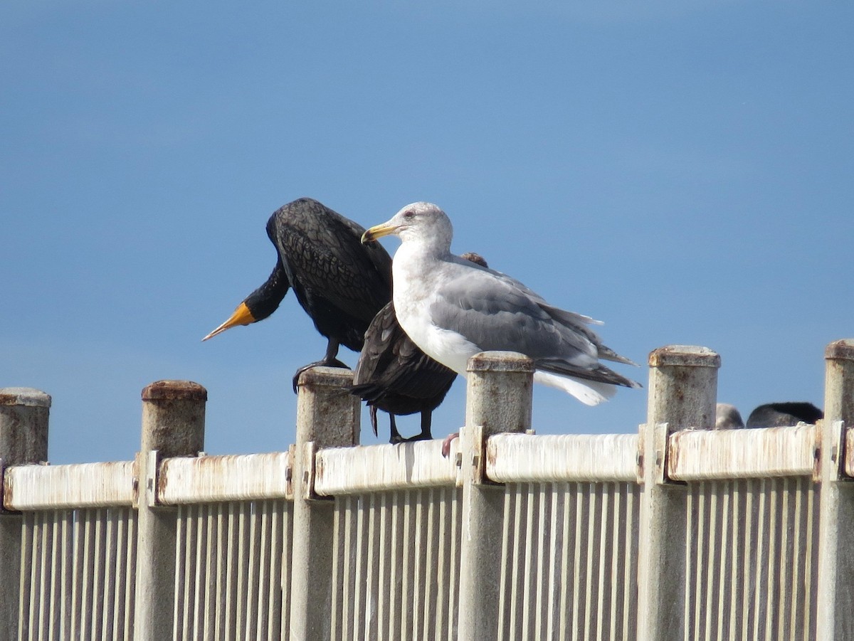 Glaucous-winged Gull - ML88474811