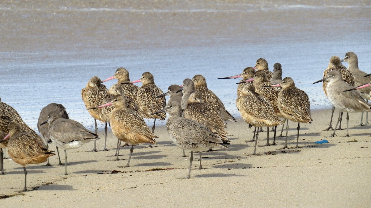 Marbled Godwit - ML88475011