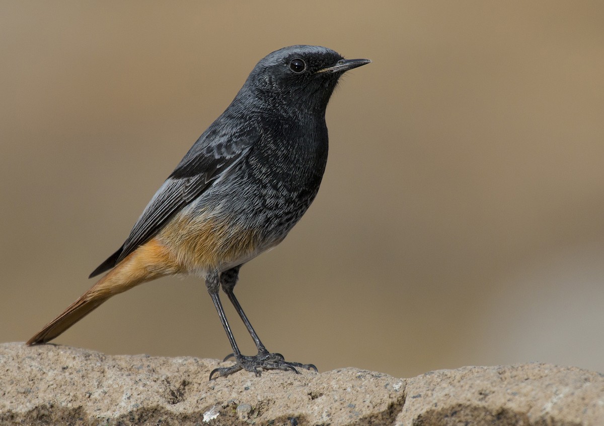 Black Redstart - Menderes Eyüboğlu