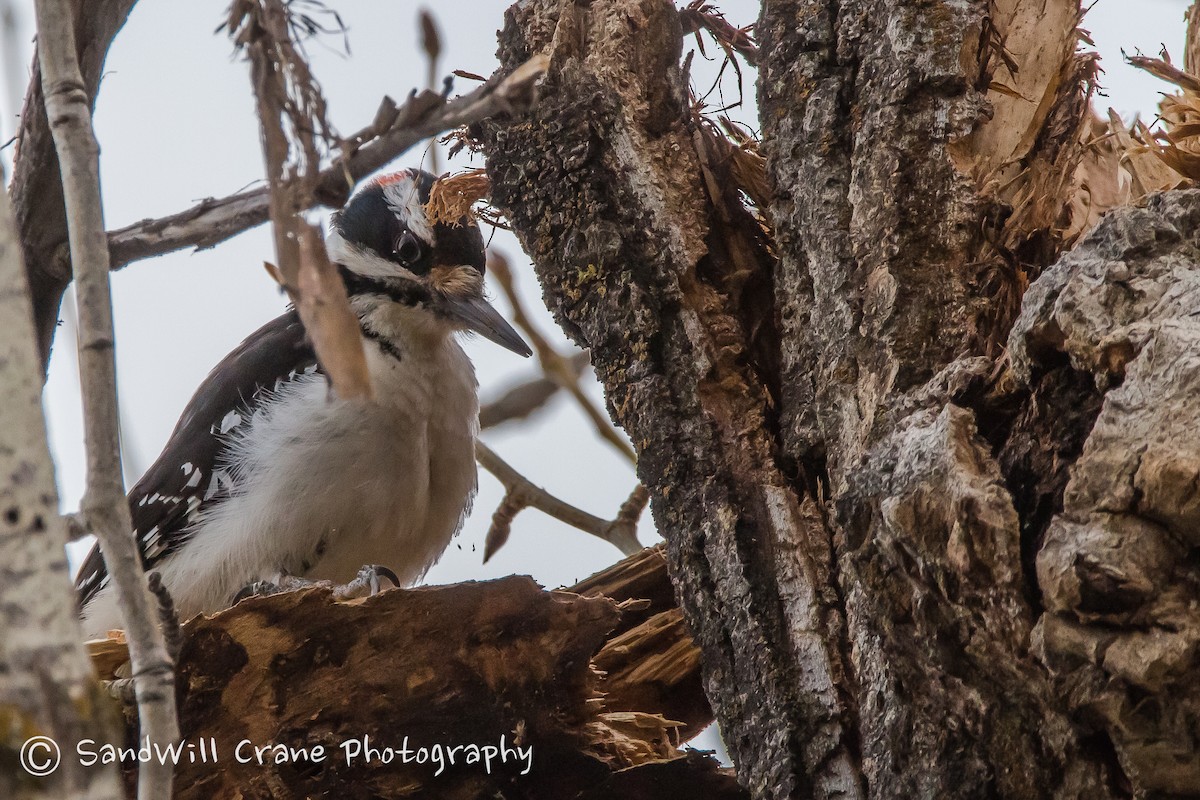 Hairy Woodpecker - ML88477471