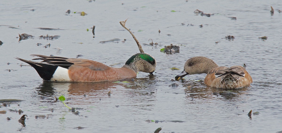 American Wigeon - Harlan Stewart