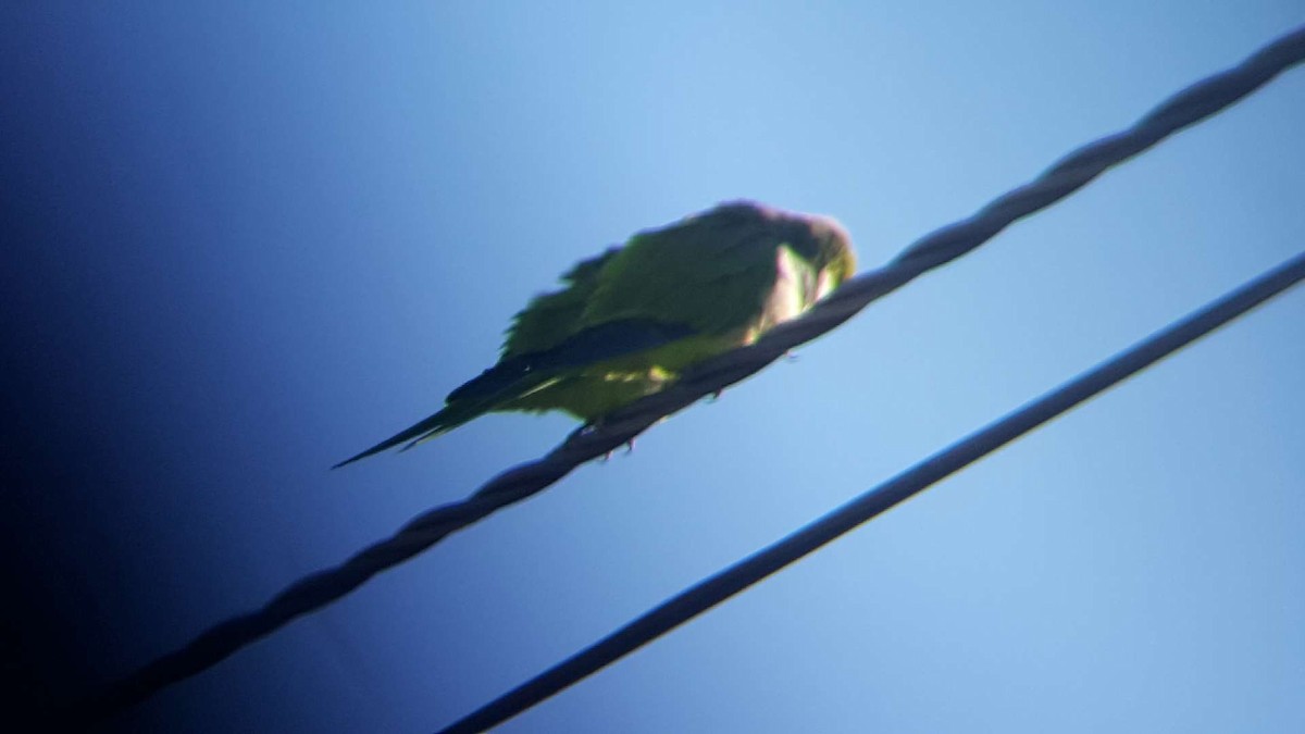 Monk Parakeet - ML88478311