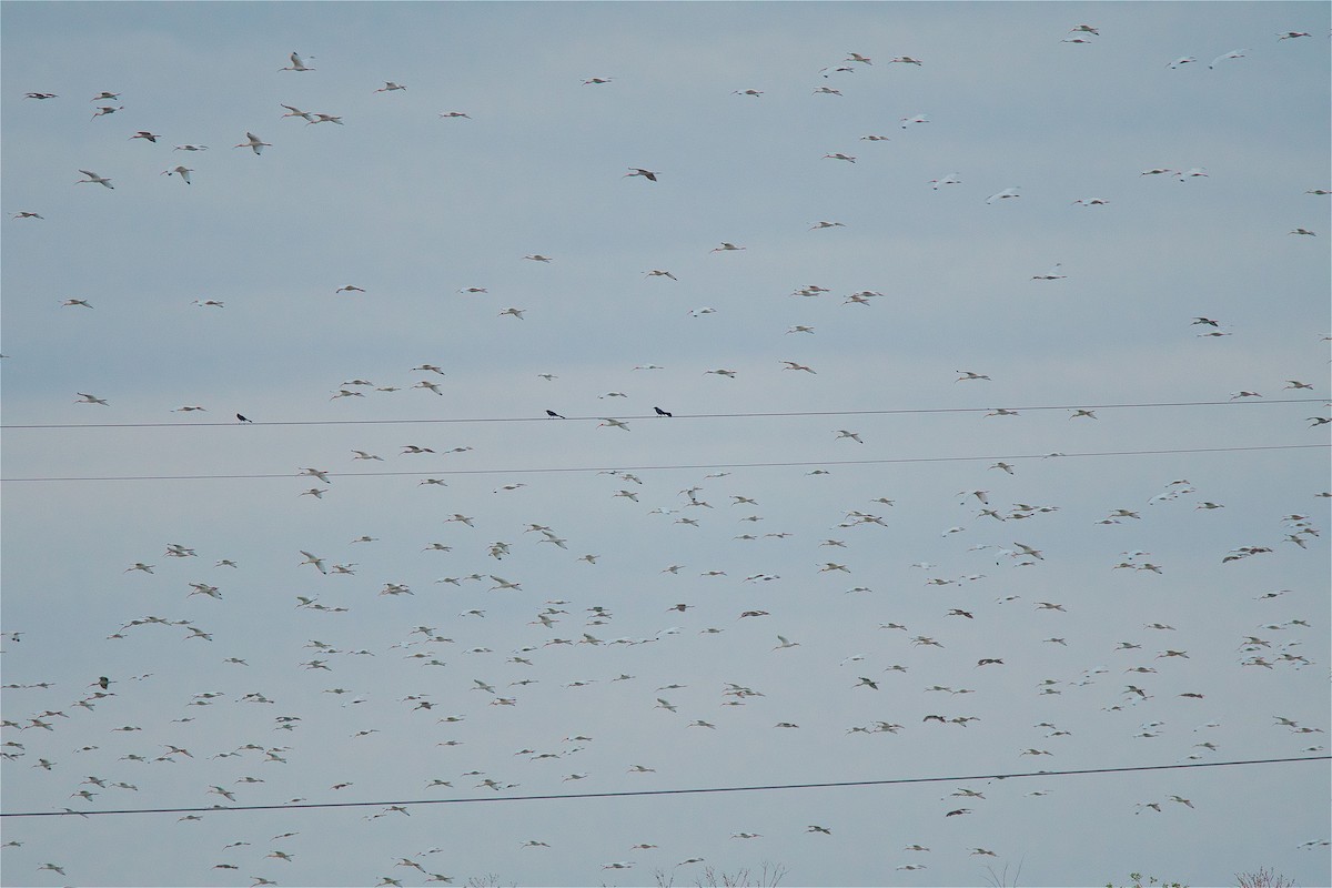 White Ibis - ML88478351