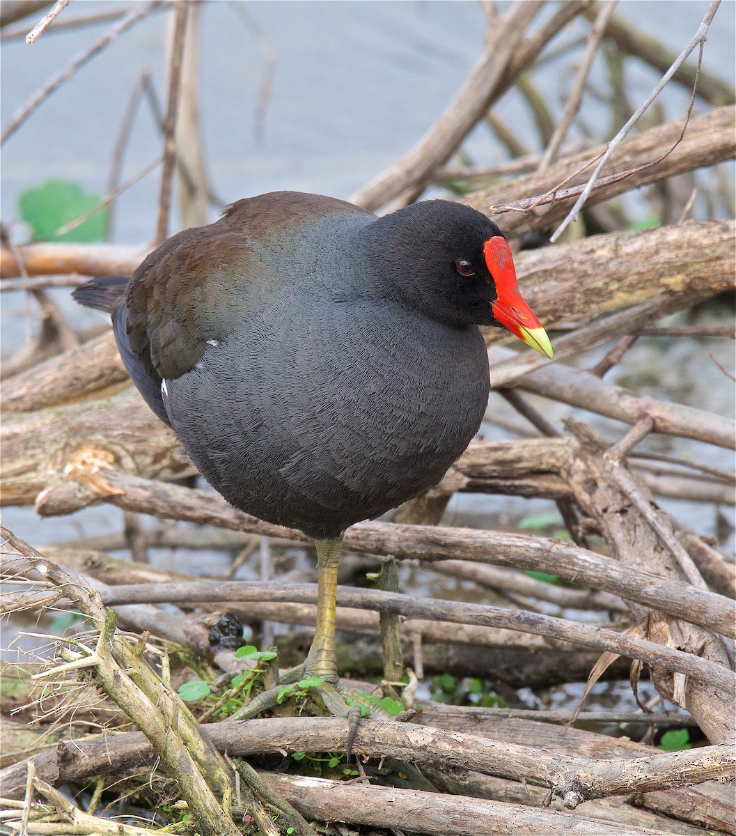 Common Gallinule - Harlan Stewart