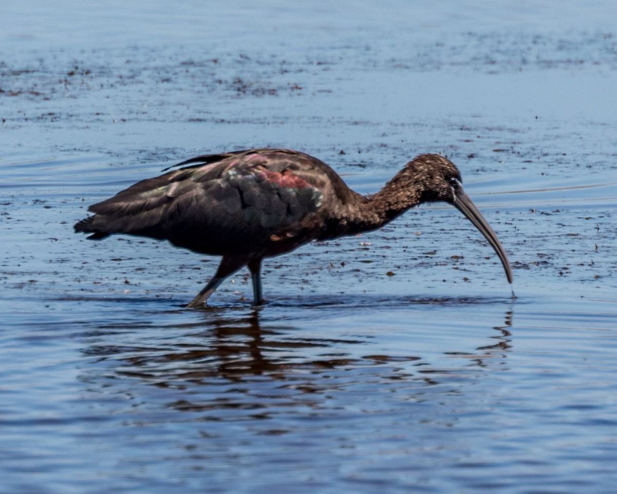 Glossy Ibis - Michael Foster