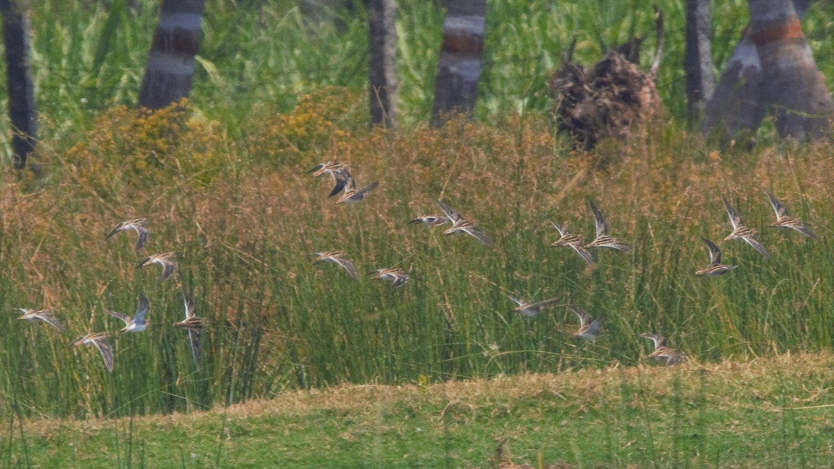Common Snipe - Prem Prakash Garg