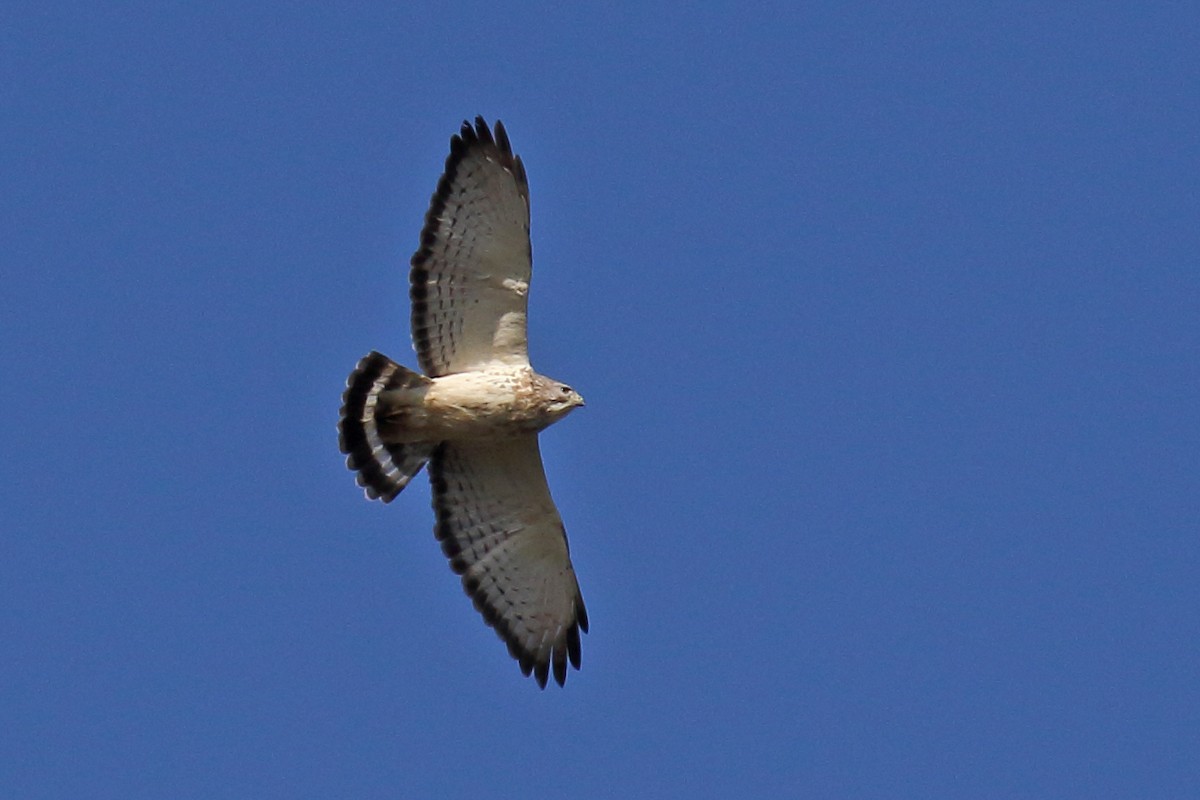 Broad-winged Hawk - Joe Wing