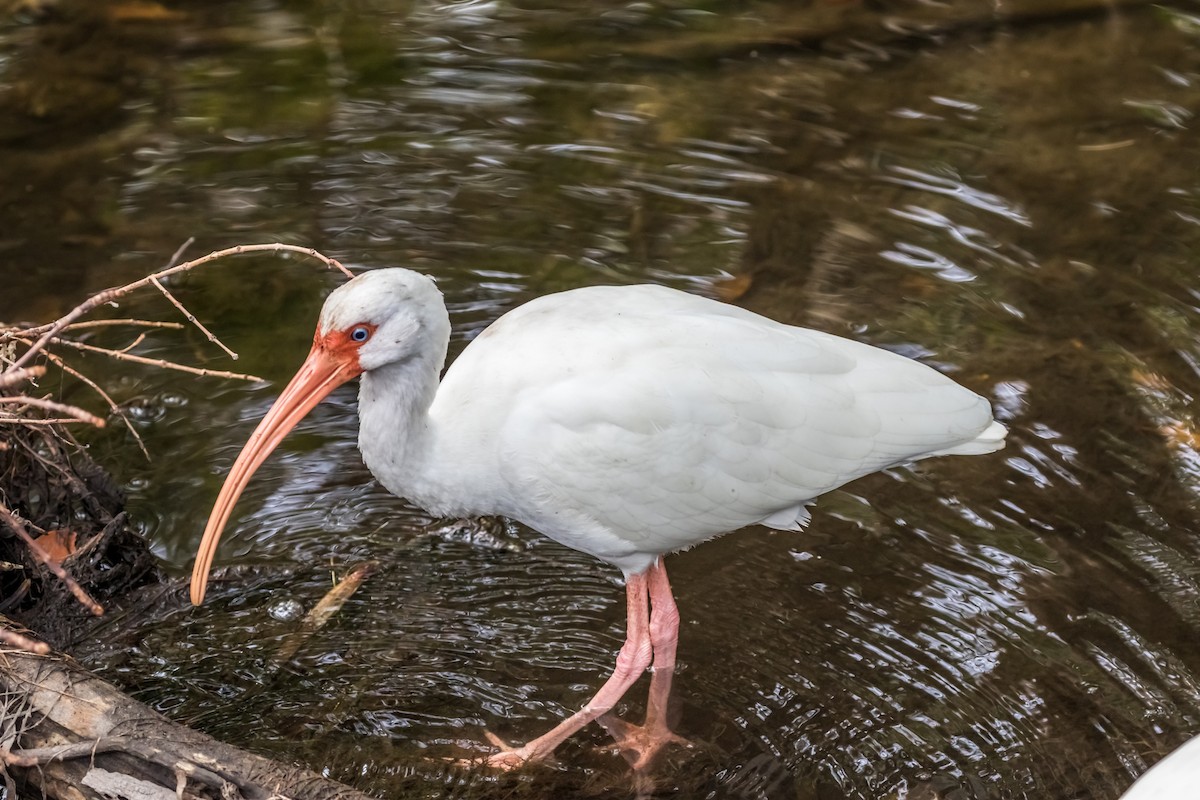 ibis bílý - ML88485191