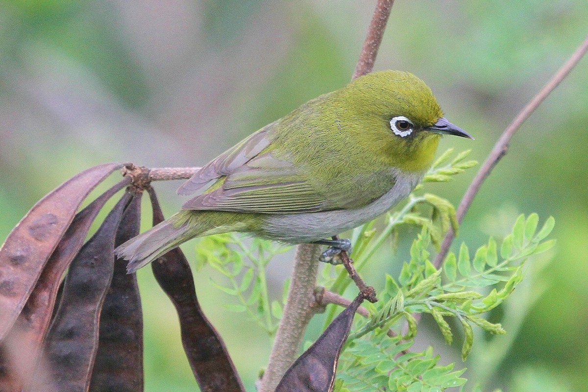 Warbling White-eye - John F. Gatchet